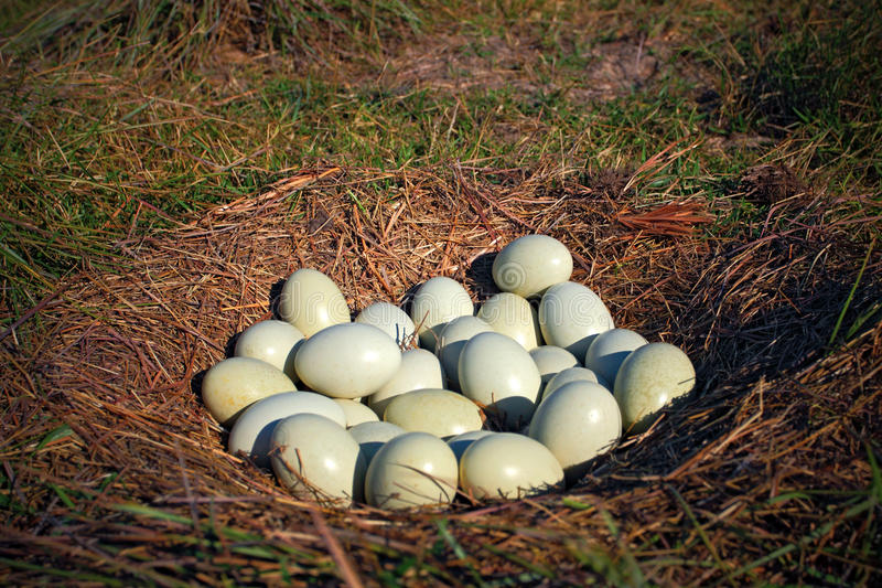 澳门沙金在线平台